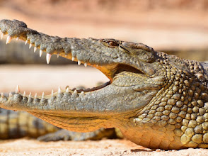 Crocoparc Agadir – Jardin Exotique et Parc Animalier | Afribaba.ma