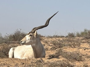 Parc National Souss-Massa Guide by Afribaba – Nature & Wildlife | Afribaba.ma